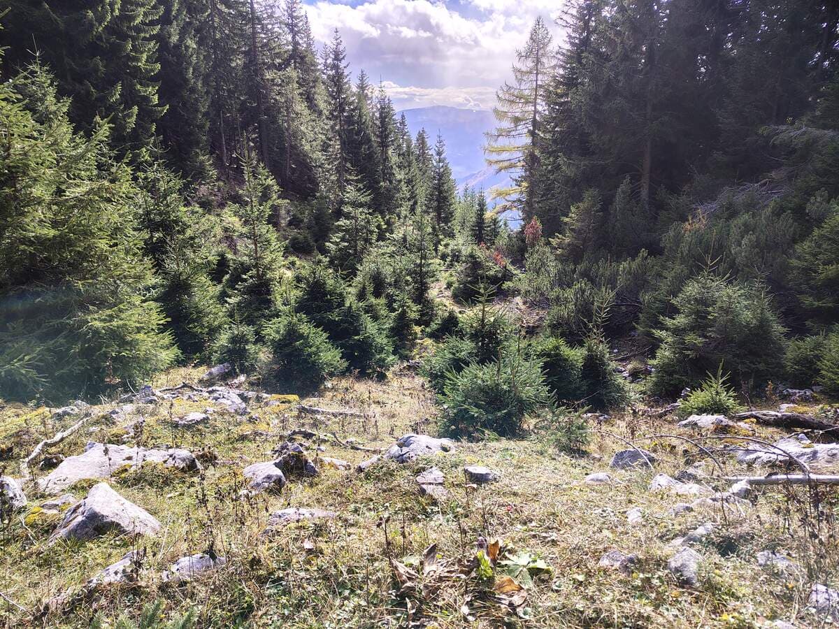 Wiese, talwärts