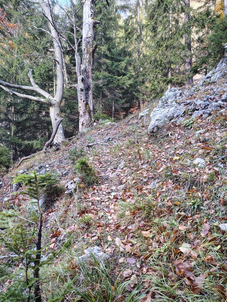 Beim linken Baum ist ein Herz eingeritzt