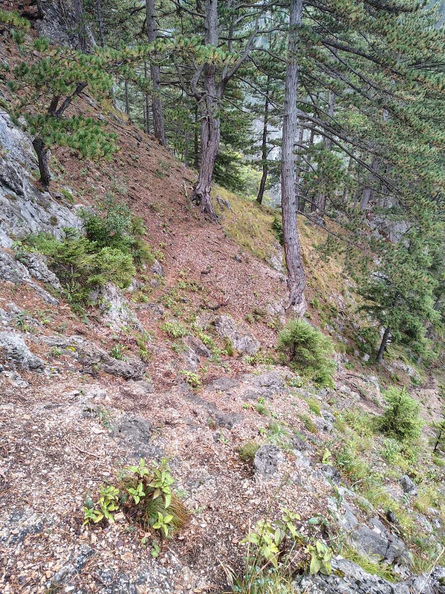 Verlauf (Rückblick)