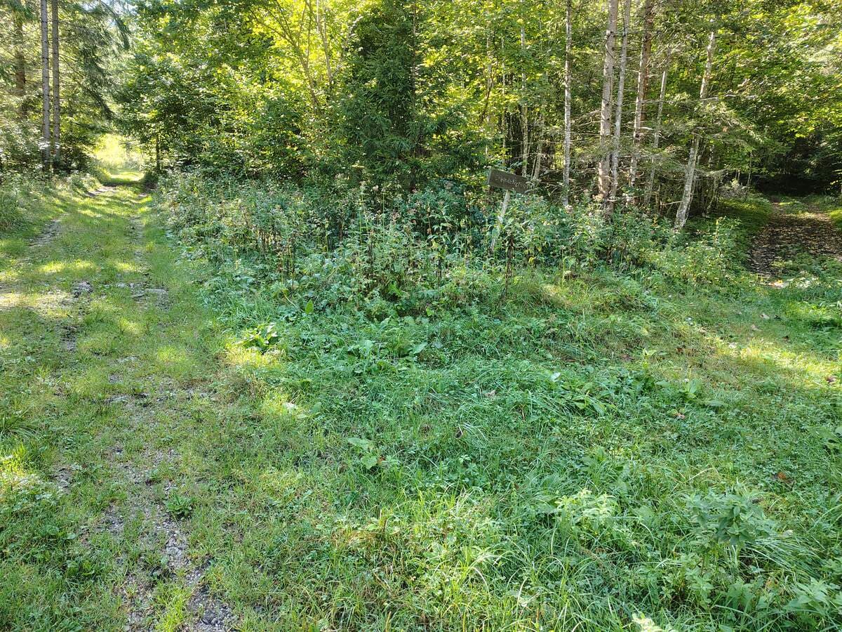 Am Anfang eine Abzweigung mit dem ersten(?) Steinlehengraben-Schild