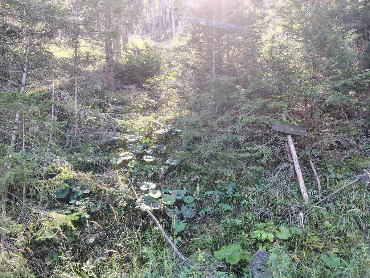 Zustieg von der 2. Forststraße