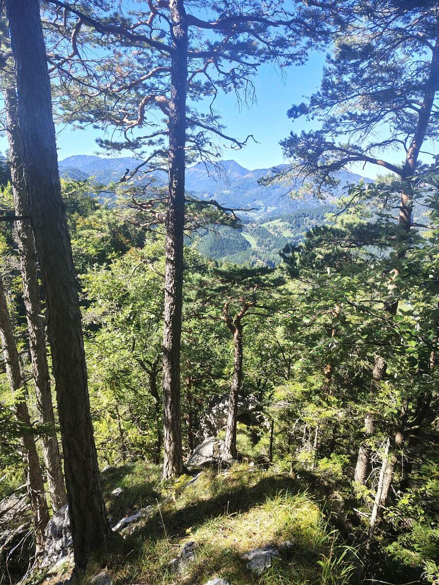 Rückblick, Aussicht