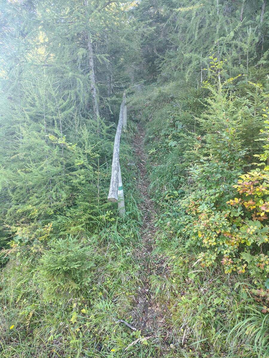 Zustieg 6. Forststraße