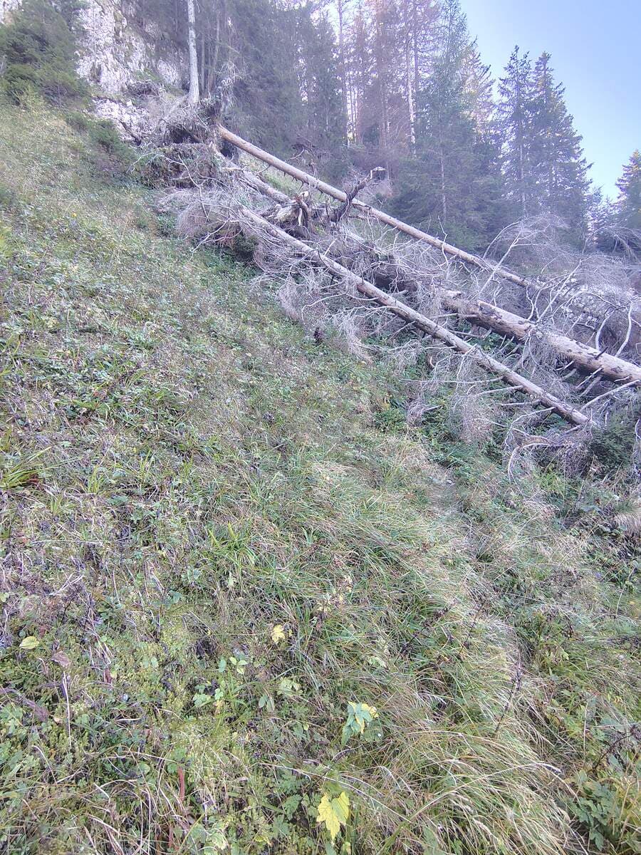 Umgefallene Bäume