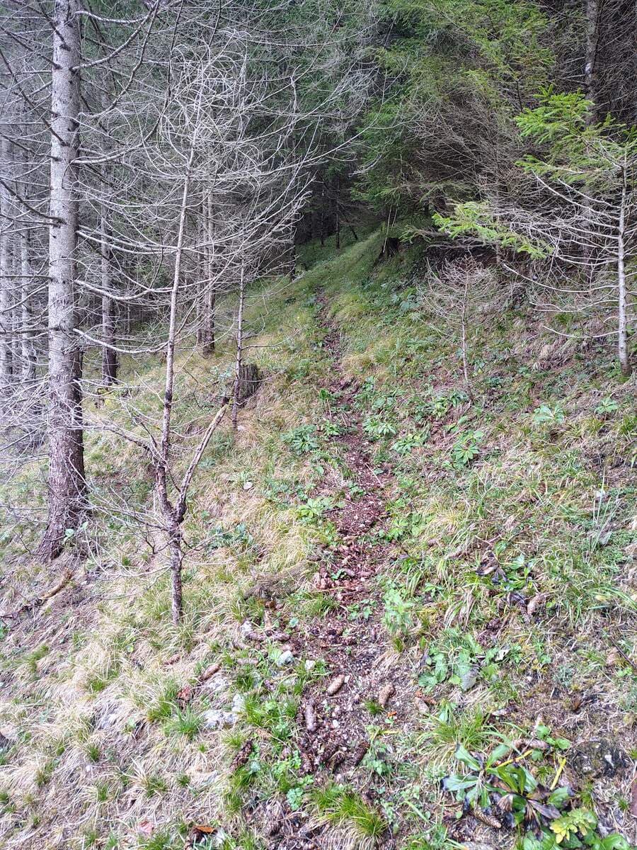 Nach links führendes Steiglein ober der Forststraße