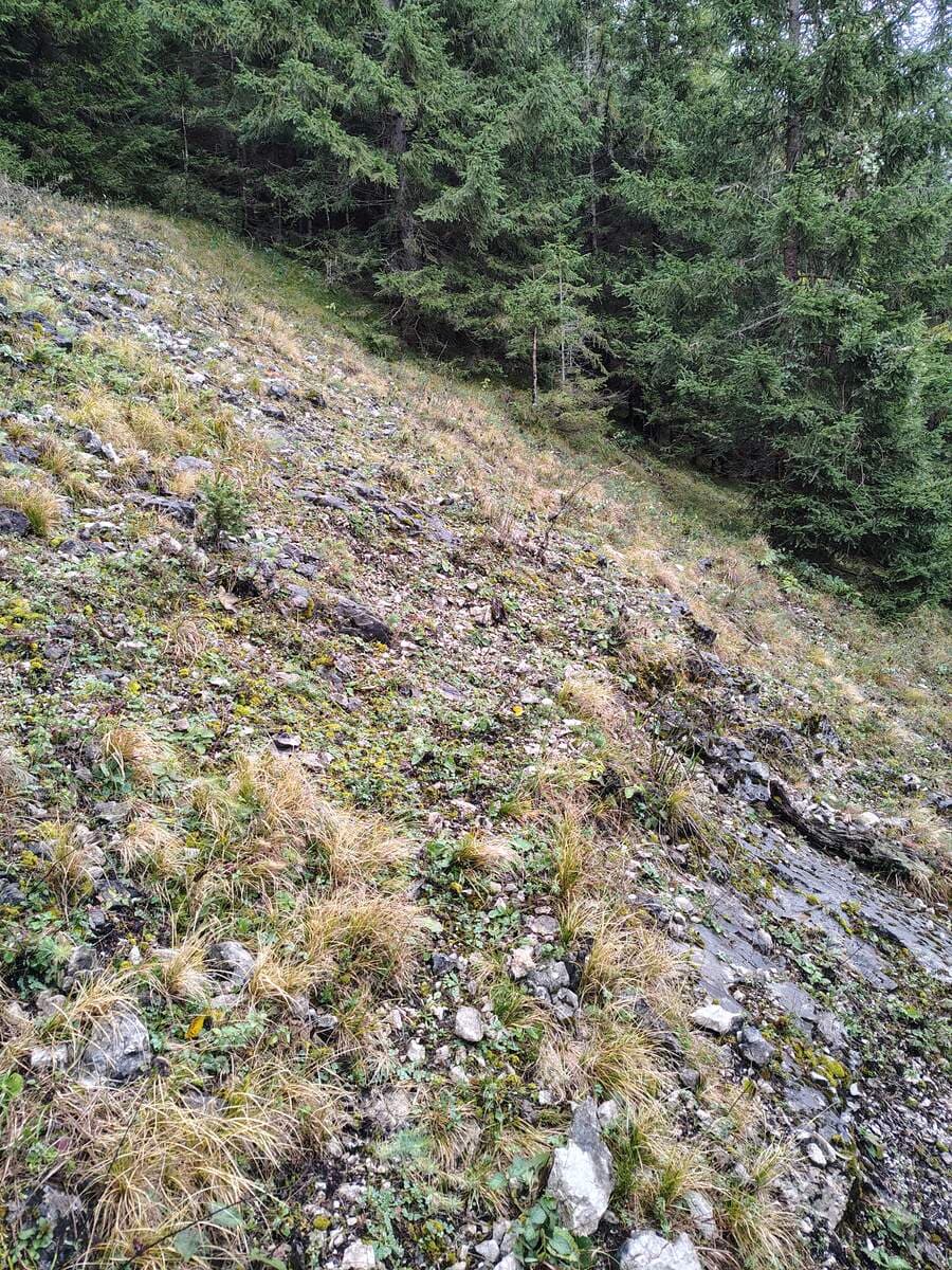 Waldeingang als Fortsetzung