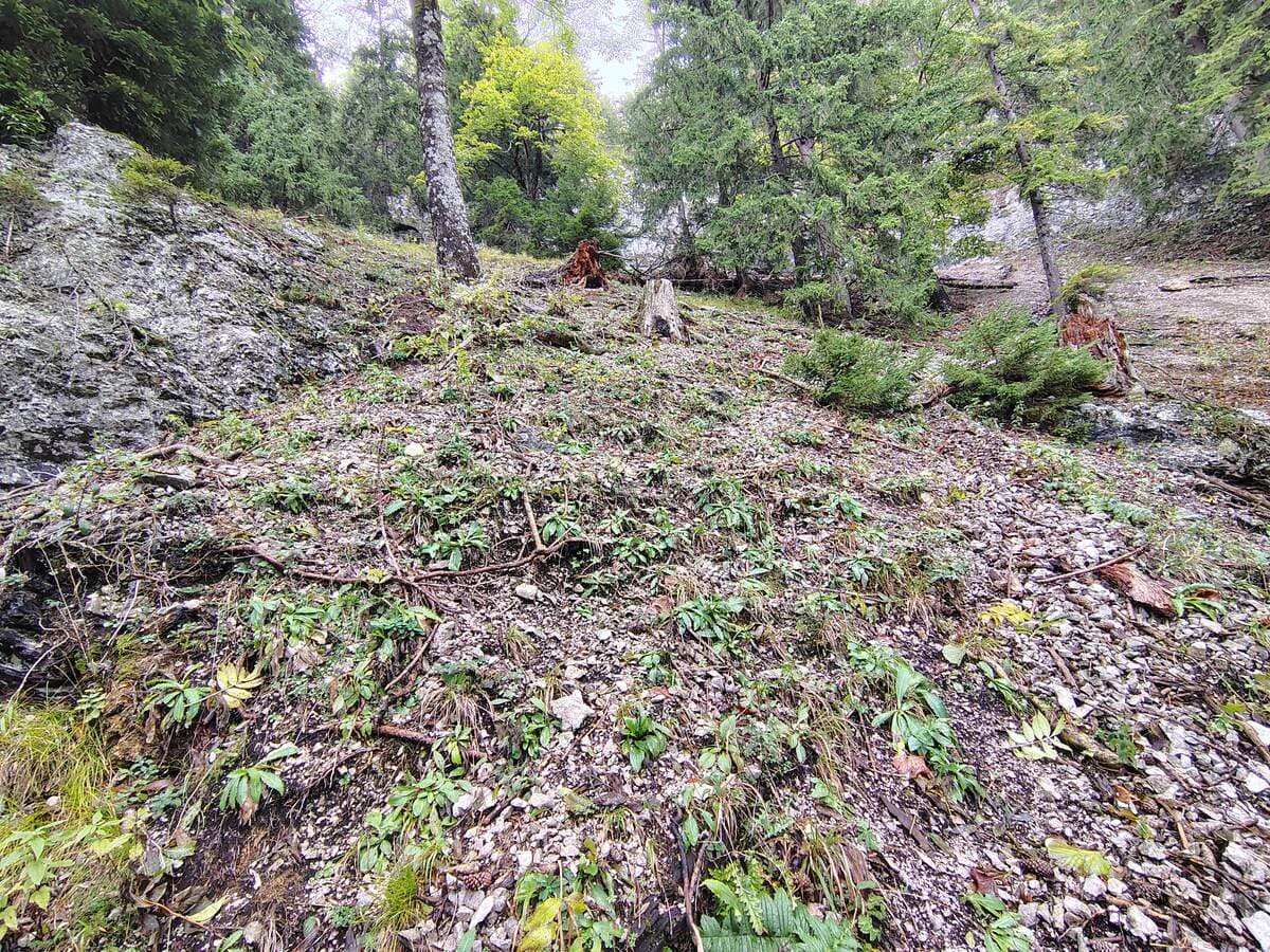 Rechts-Links-Kombination