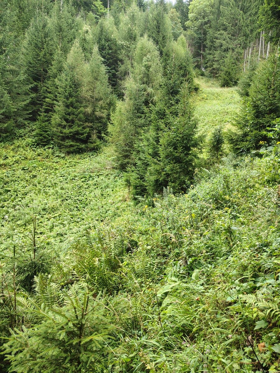 Links Jurigraben, rechts Mooswiese