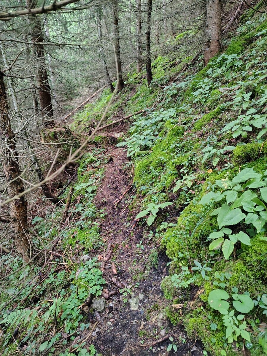 Gut ausgetretener Pfad