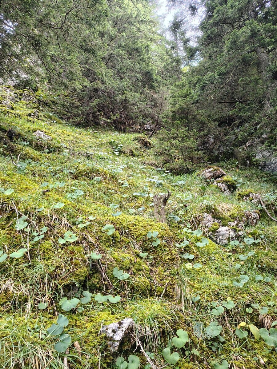 Kurz vorm Kuhschneeberg
