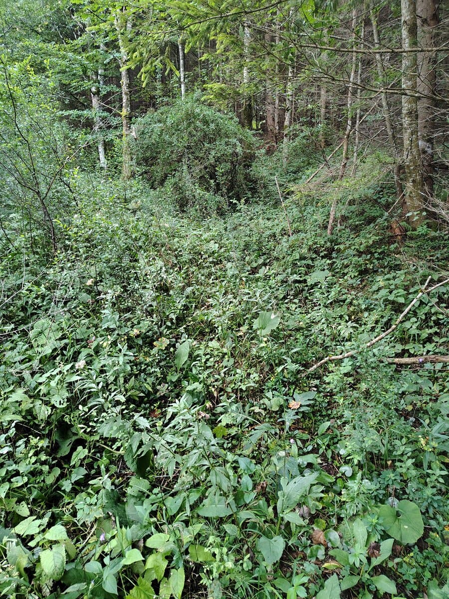 Erste Steigspuren, auf dem Bild schwer zu erkennen