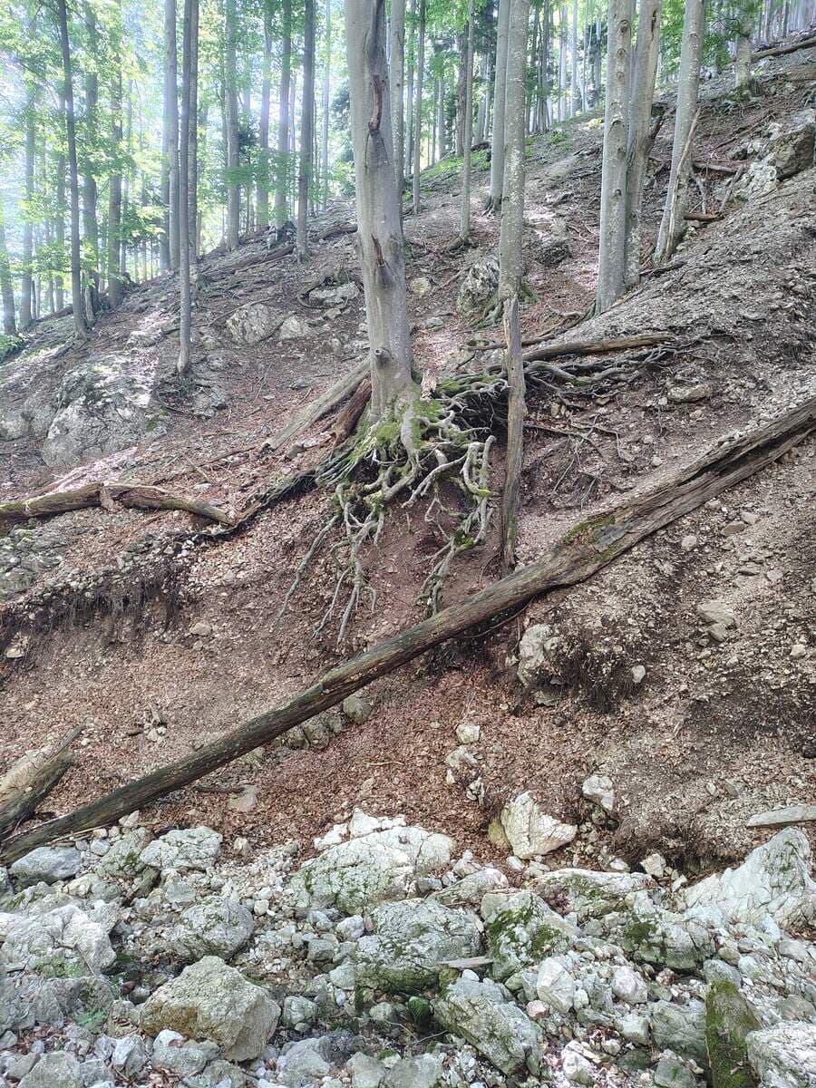Baum, wo das Wurzelwerk bachbettseitig freiliegt