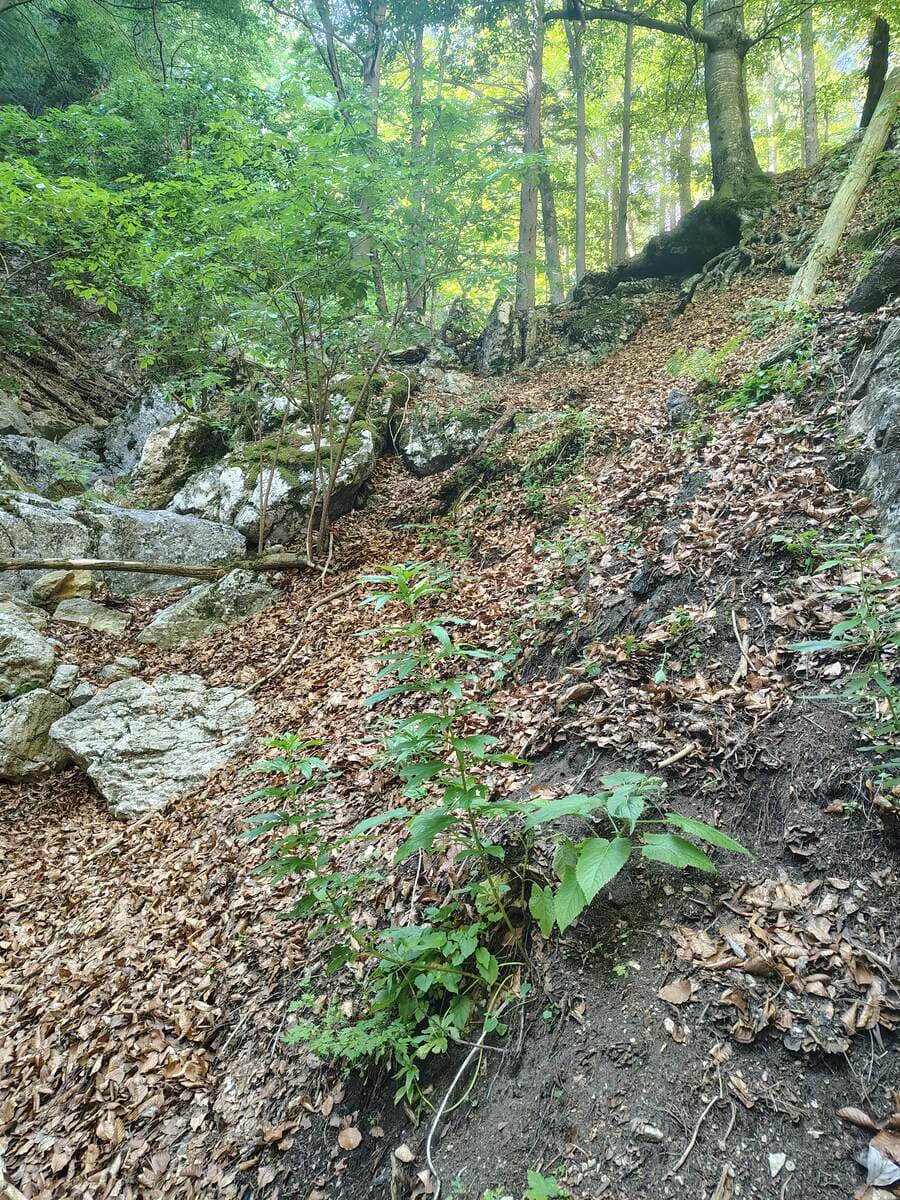 Verlauf