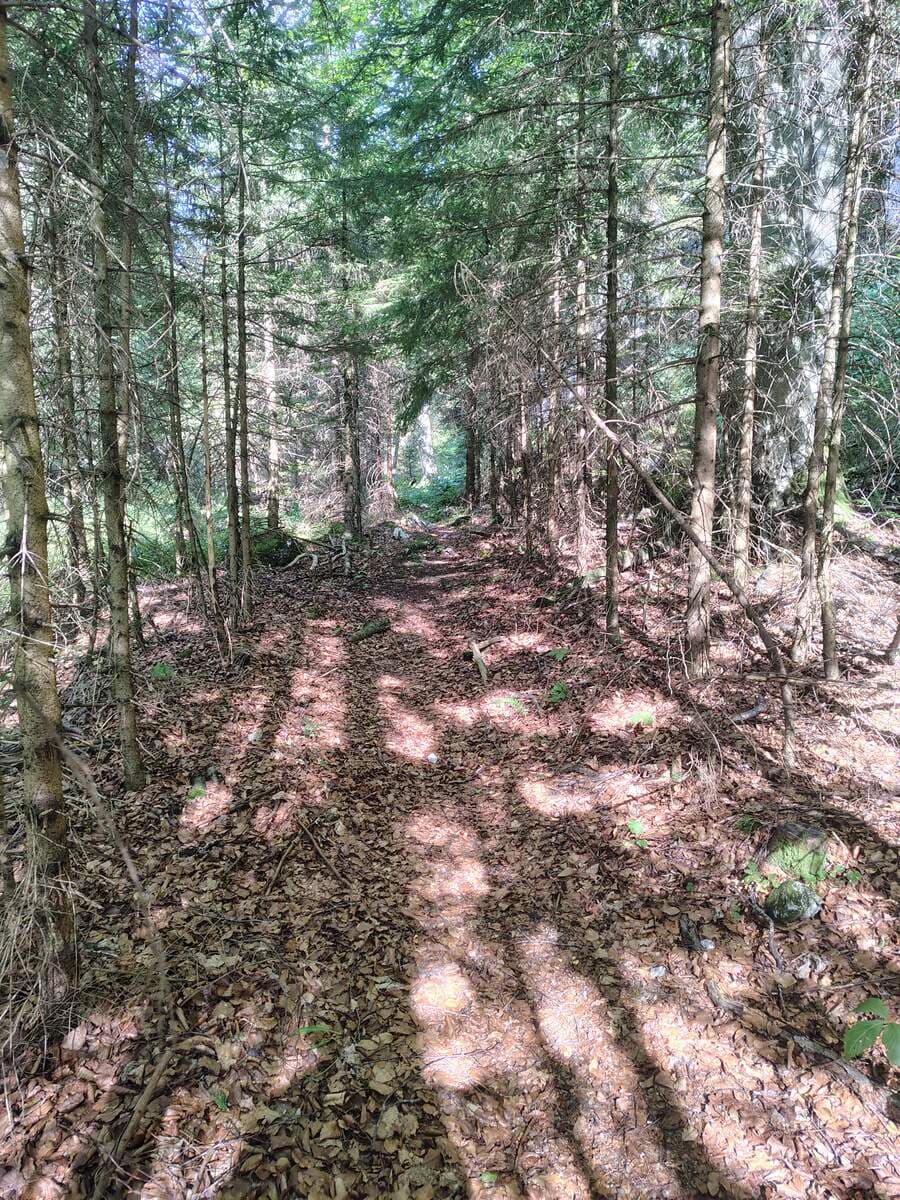 Gemütlicher Waldpfad