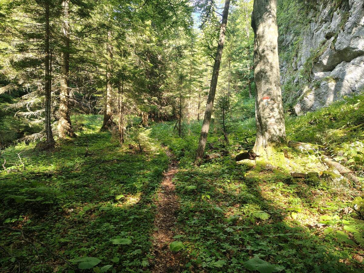 Gemütlicher Waldpfad (rechts eine rote Markierung)