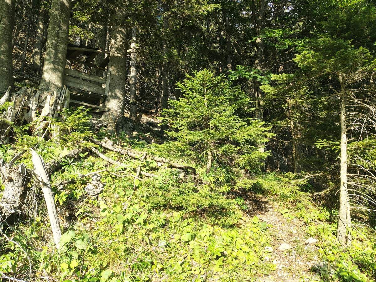 Niederstand beim Großen Saugraben; rechts der Weg in den Wald