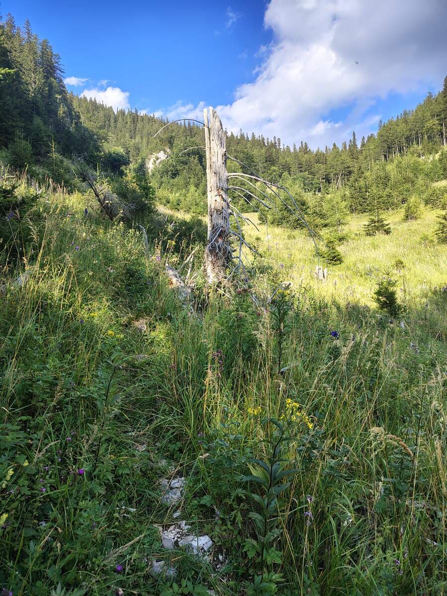 Verlauf