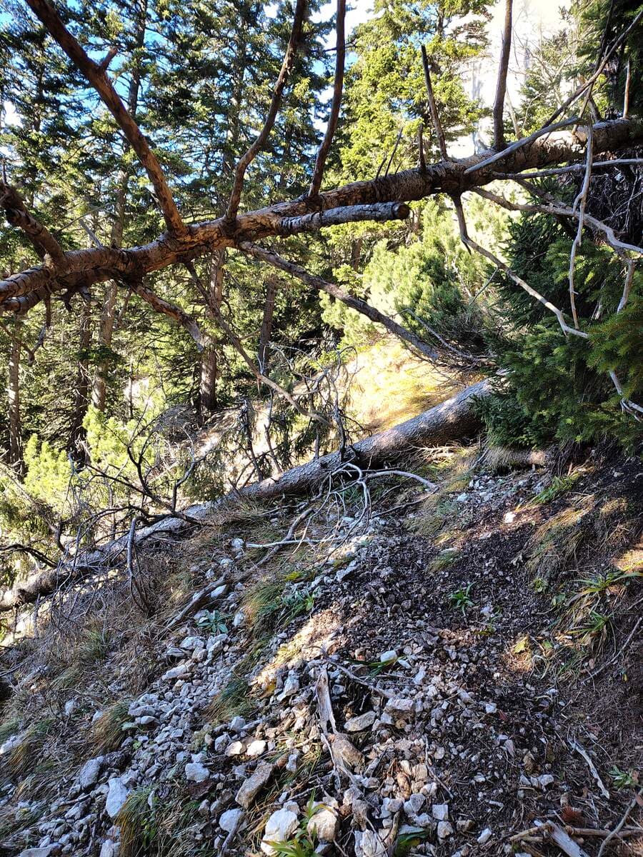 Umgestürzer Baum, übergehen