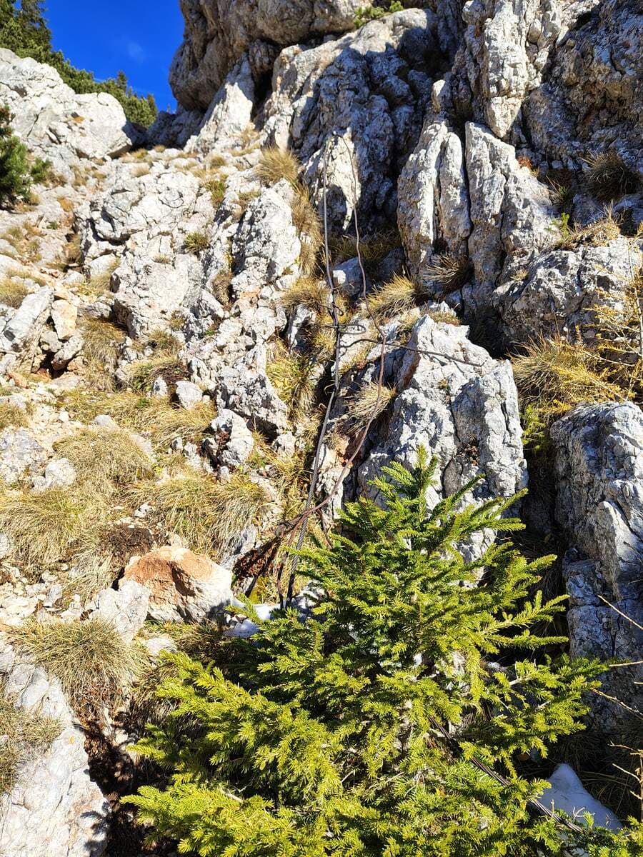 Nächste Versicherung