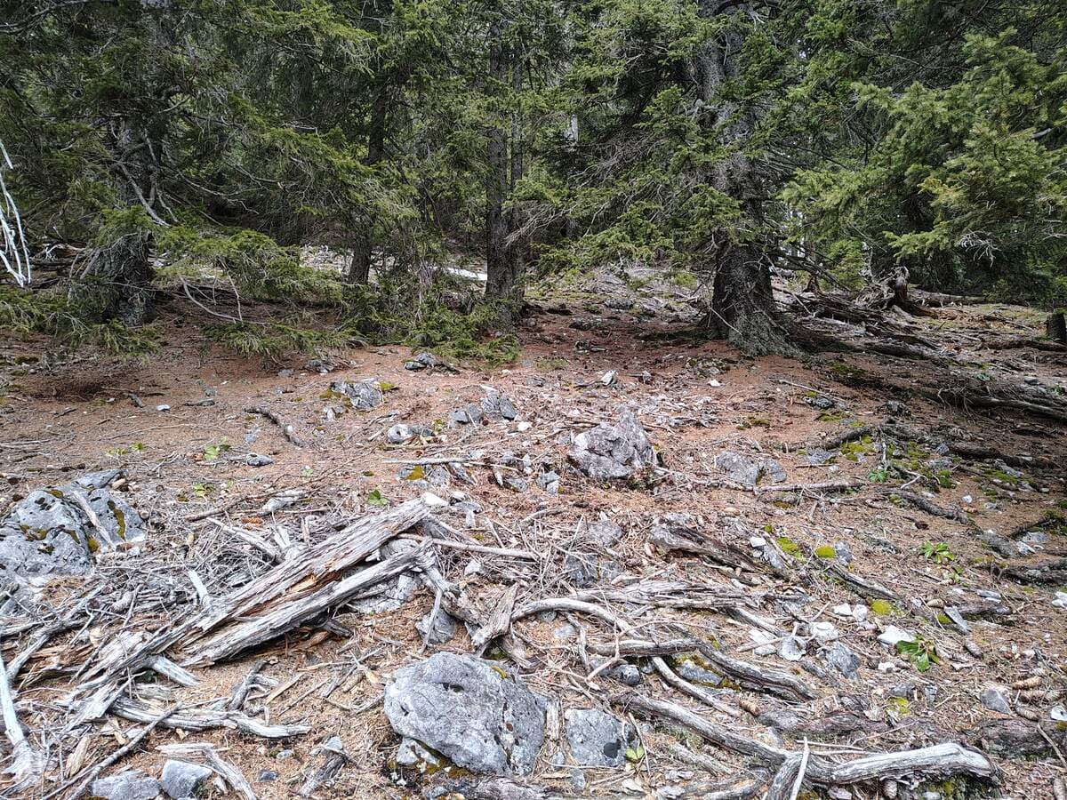 Verlauf (hier weniger steil)