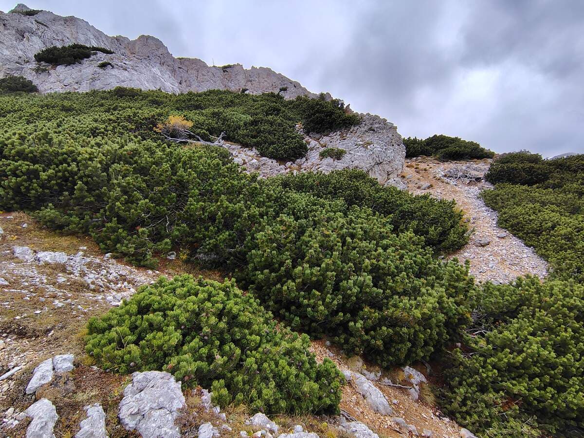 Verlauf (geradeaus oder links-rechts)
