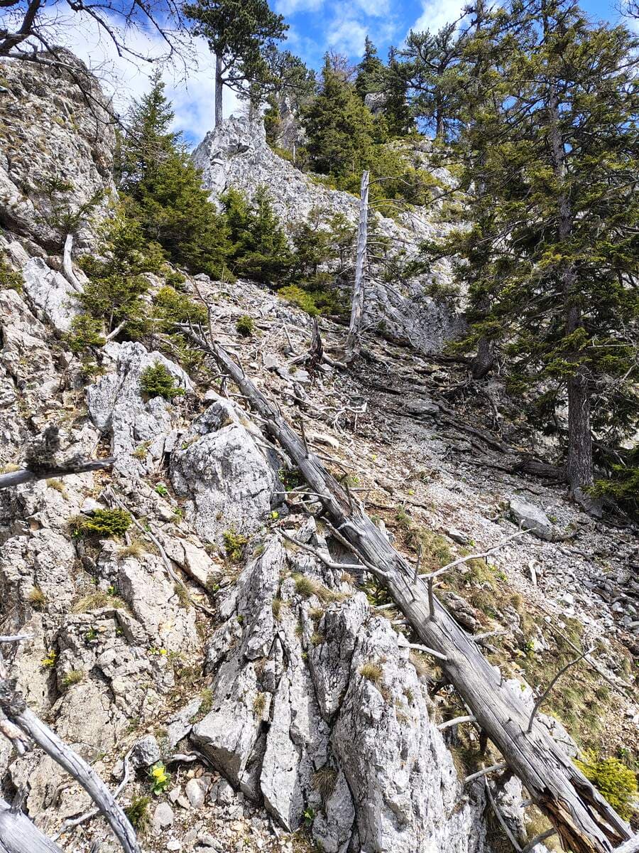 Verlauf