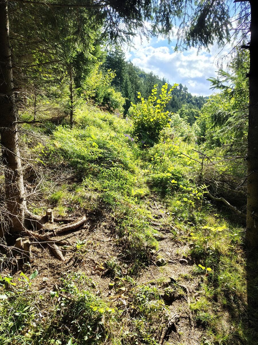 Nach dem Waldhang, wechsel auf die rechte Seite