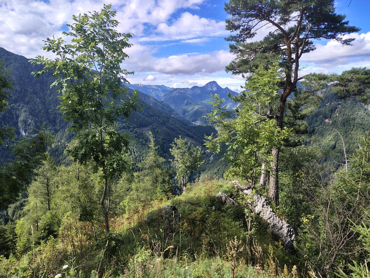 Aussicht bei der querenden Forststraße