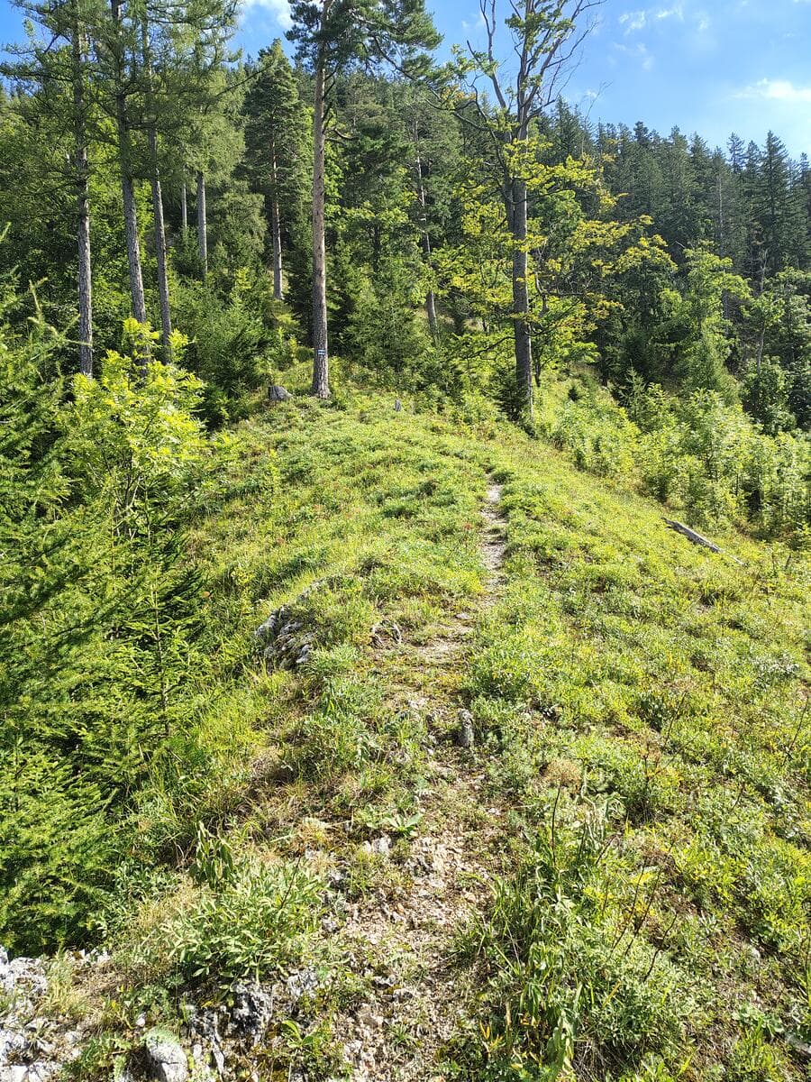 Kurz nach der Forststraße