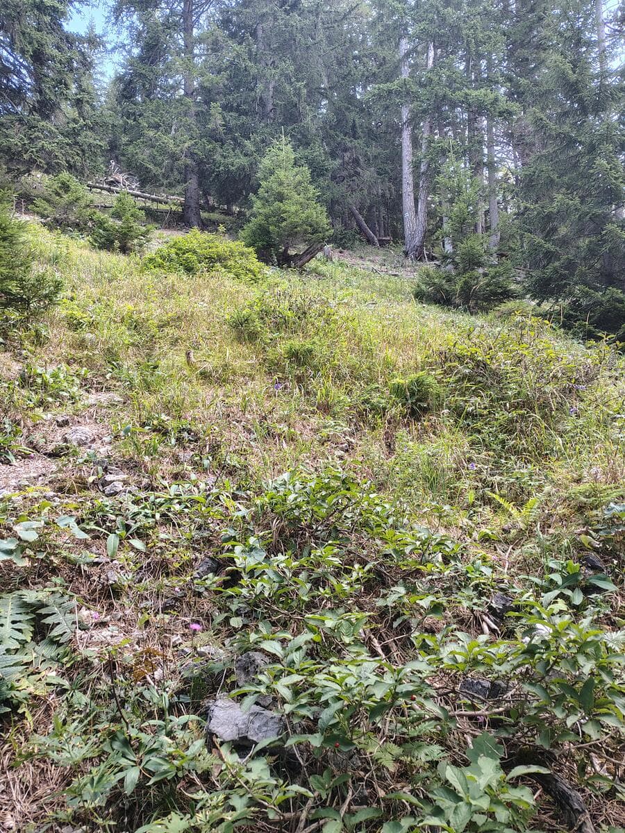 Danach ein etwas lichterer Abschnitt