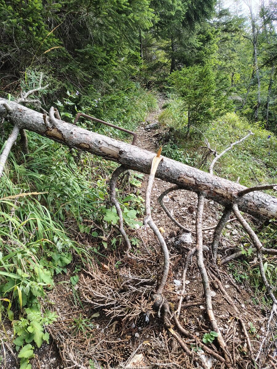 Umgefallener Baum mit technischer Montierung