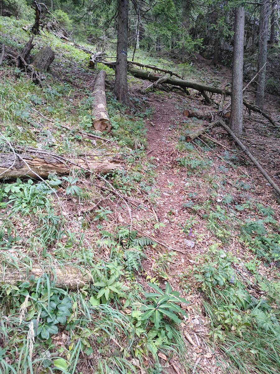 Weiter geht's im Wald