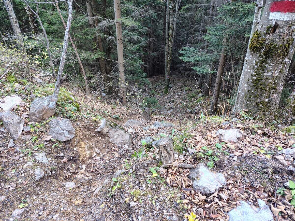 Rückblick (von der Forststraße)