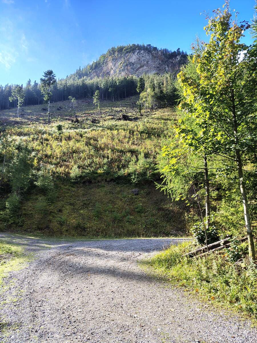 Forststraße mit Felswand