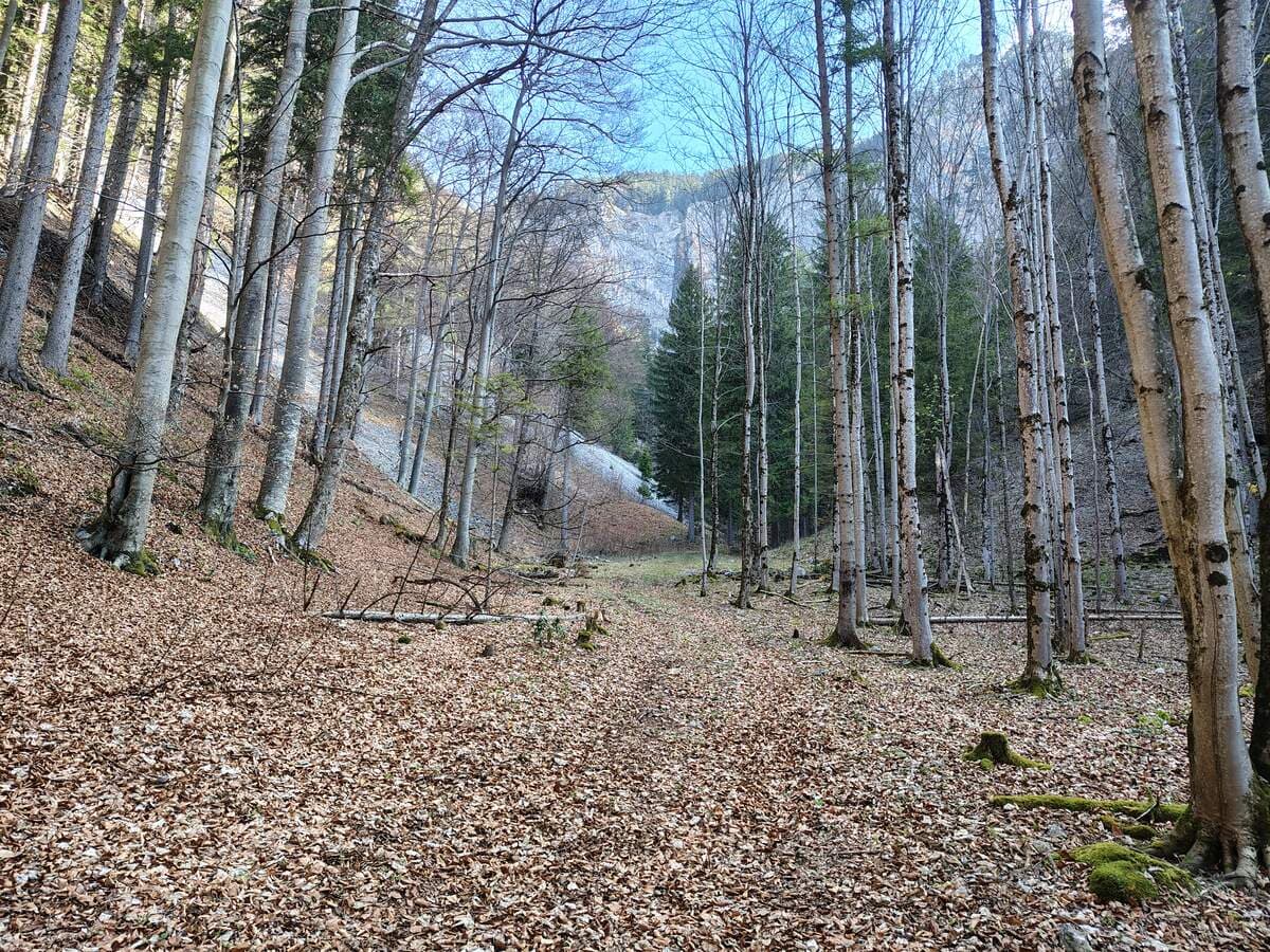 Forststraße. Brandmäuer im Hintergrund