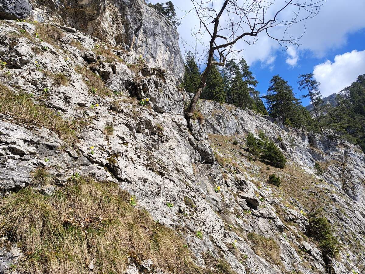 Nochmal der Baum (mit einem Halsband)