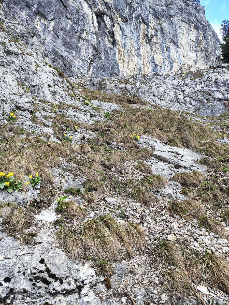 Nächster Baum, mit Wand und Ausstiegsband