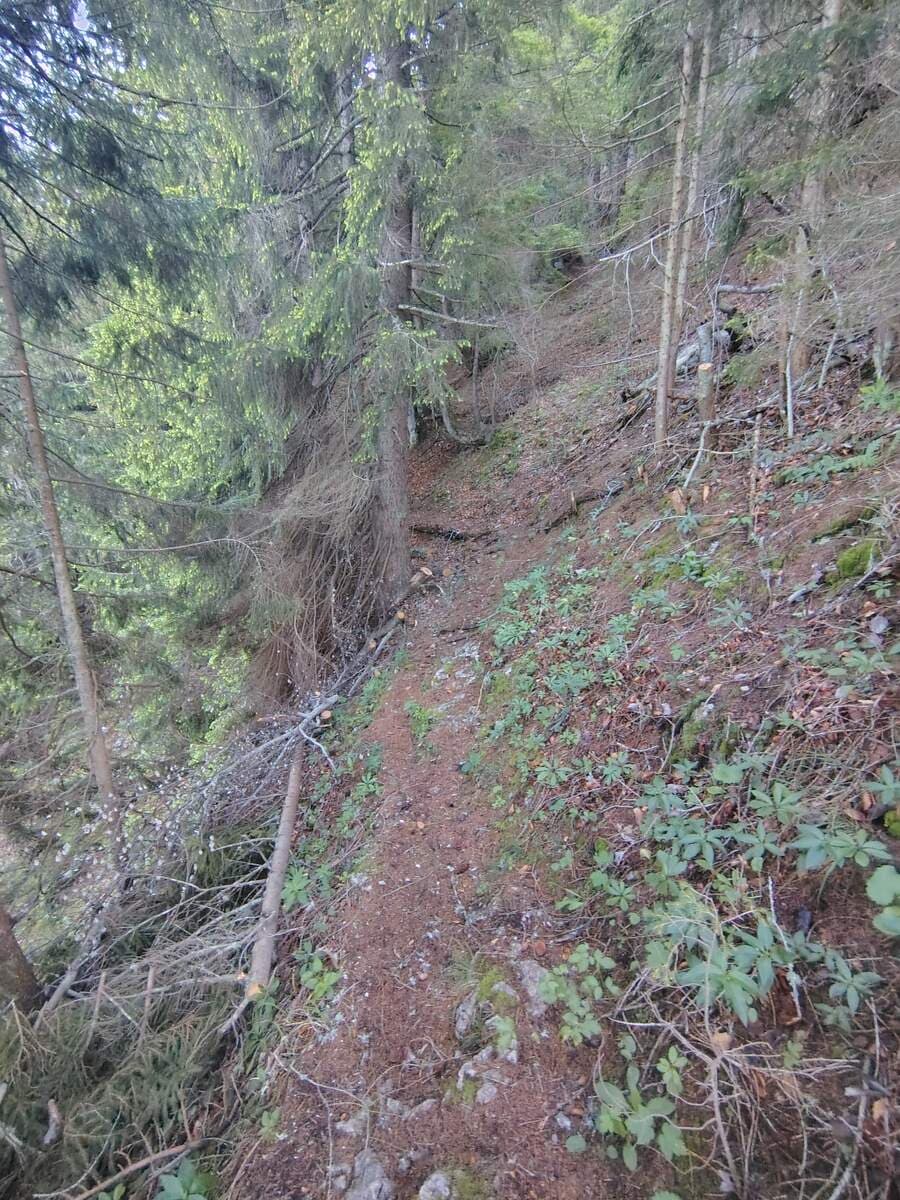 Wald