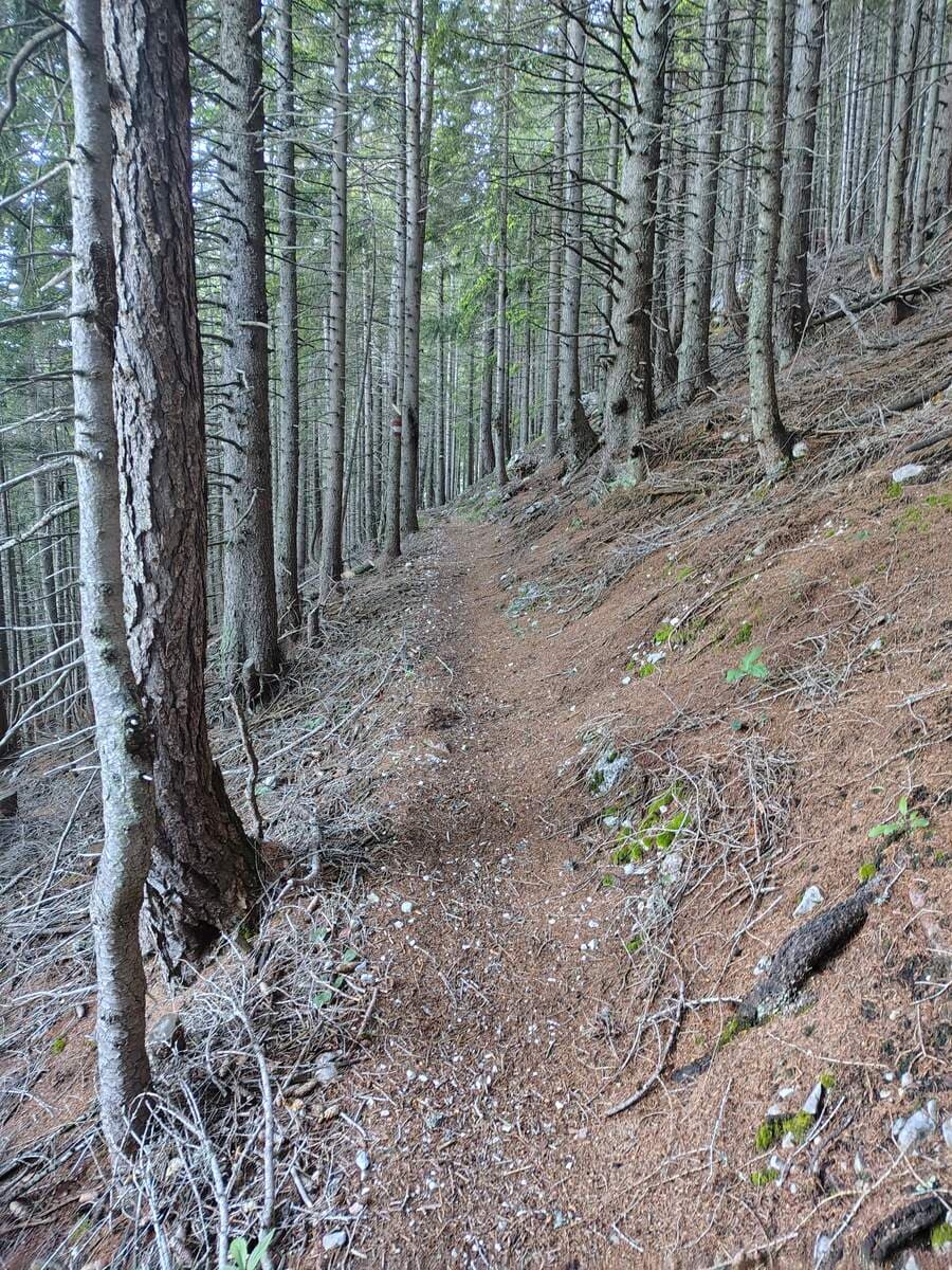 Verlauf, breiter Waldpfad