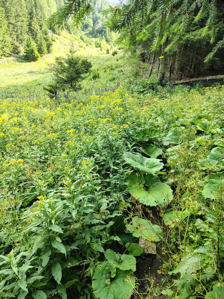 Kurz nach dem Waldausstieg