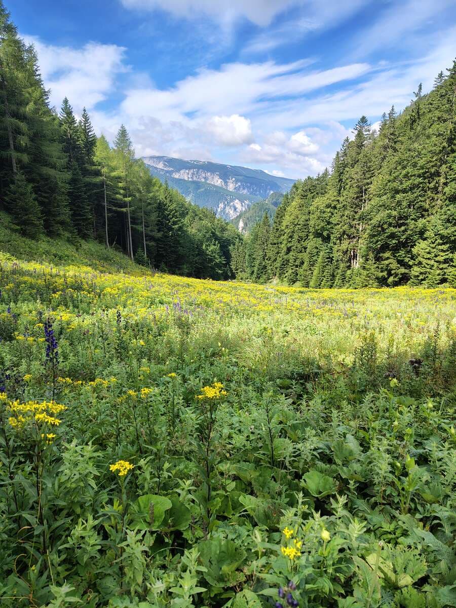 Ebenfalls im August: Schlossalpengraben-Aussicht (entgegen des Krummbachsattels)