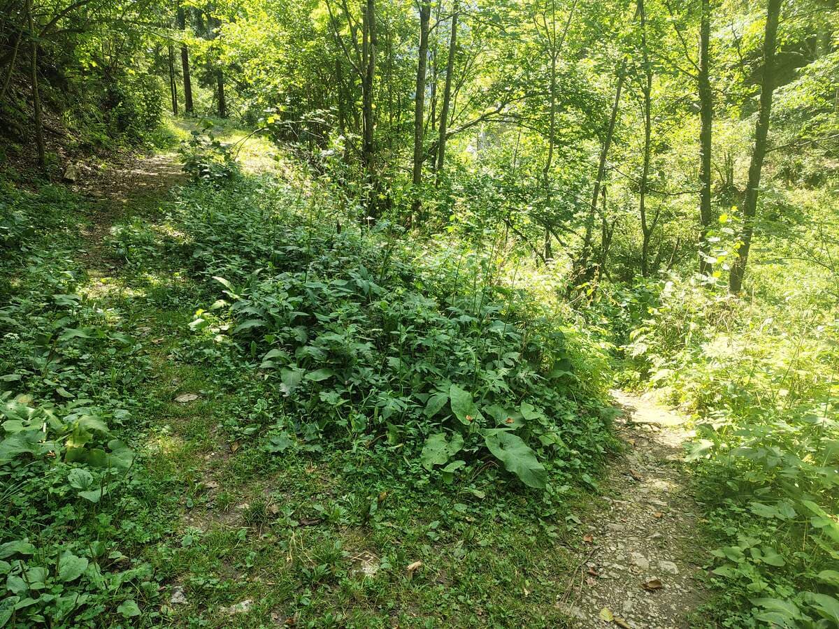 Links die Forststraße