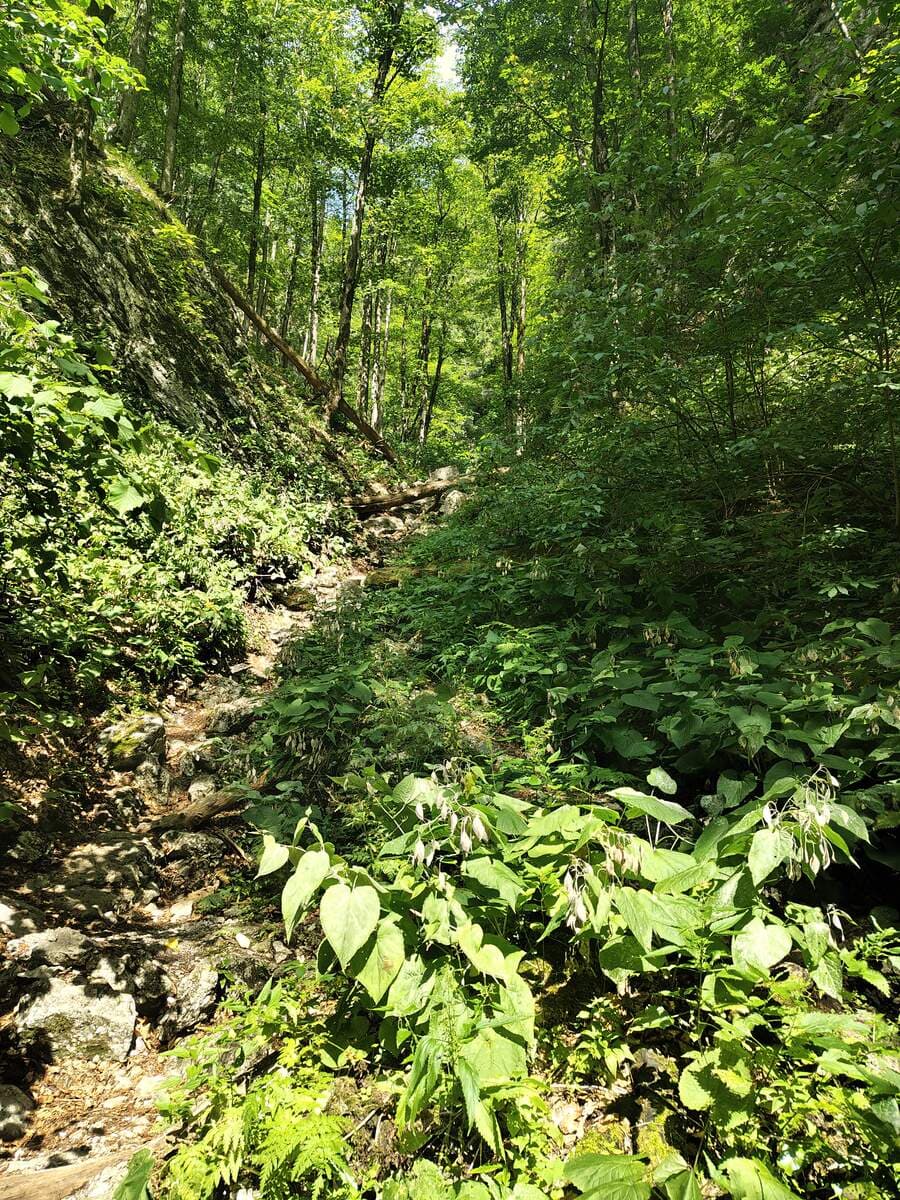 Verlauf, im Wald