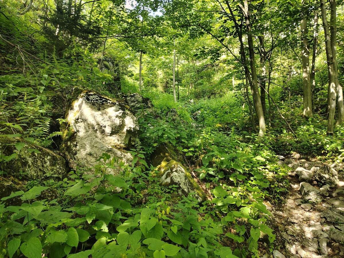 Verlauf im Wald